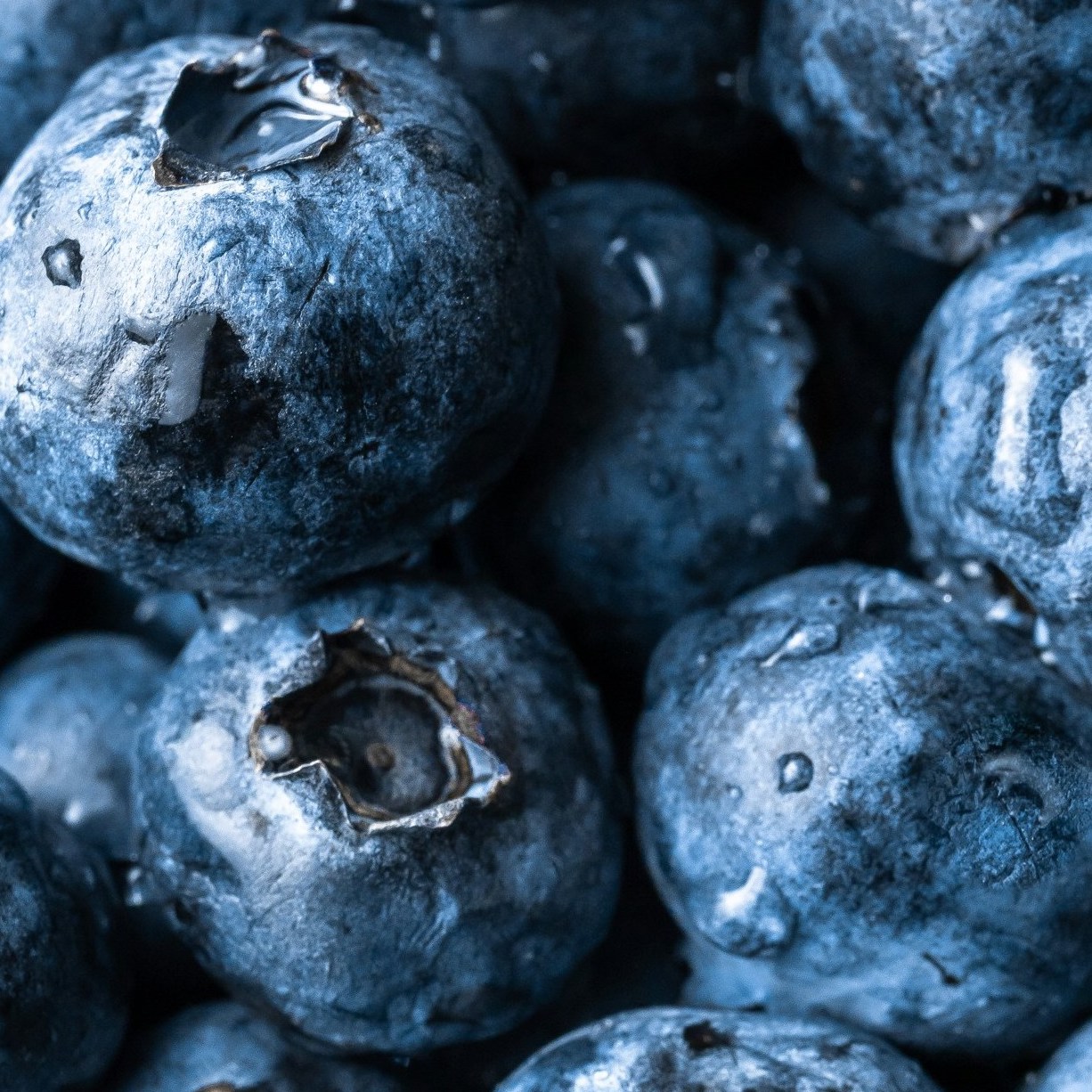 <b>CAN DOGS EAT BLUEBERRIES?</b><br><br>Everything you need to know about introducing blueberries into your dog’s diet…</br>